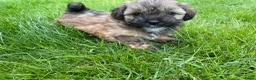 Shihpoo honden te koop: Prachtige shihpoo pups 1 reutje en 4 teefjes - Advertentie 13