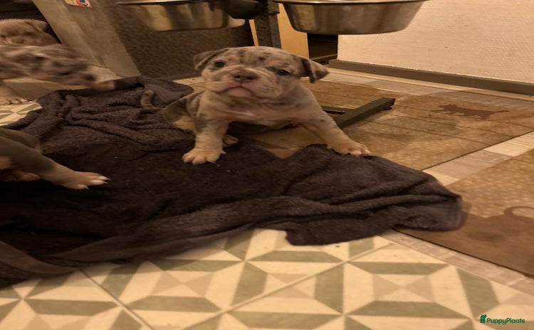 Amerikaanse Bully honden - Advertentie 1