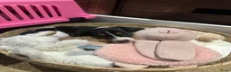 Teckel (korthaar)  honden te koop: Lieve speelse dwerg teckeltjes  - Advertentie 20