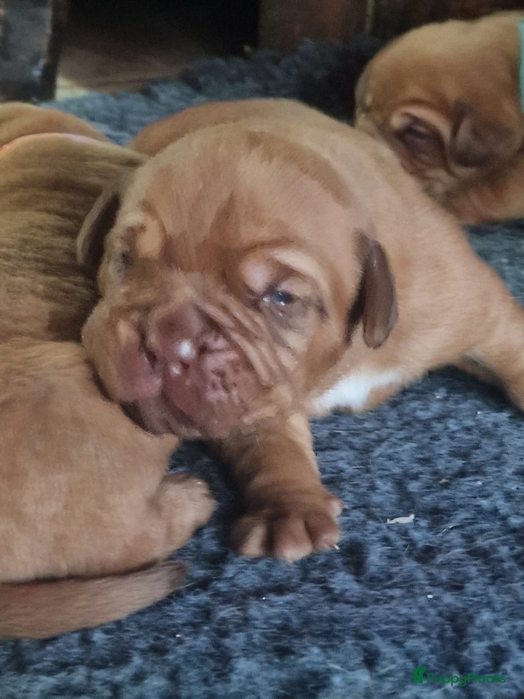 Bordeaux Dog honden te koop: Bordeauxdog puppy’s te koop in Lekkerkerk - Afbeelding 28