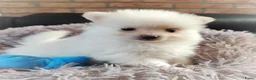 Pomeriaan honden te koop: Nog twee prachtige creme pomeranian puppys!❤️ - Advertentie 3