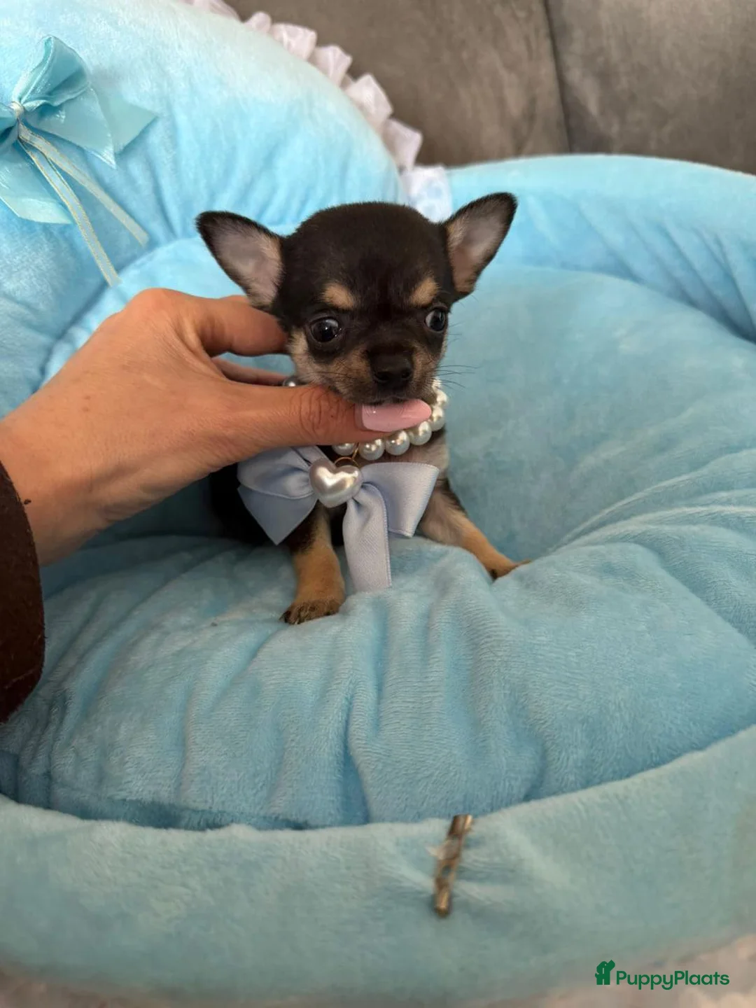 Chihuahua honden te koop: Chihuahua puup's - Advertentie 2