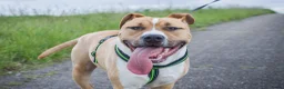 American Staffordshire Terriër honden te koop: Kay - 9 maanden American Staffordshire Terrier FCI - Advertentie 9