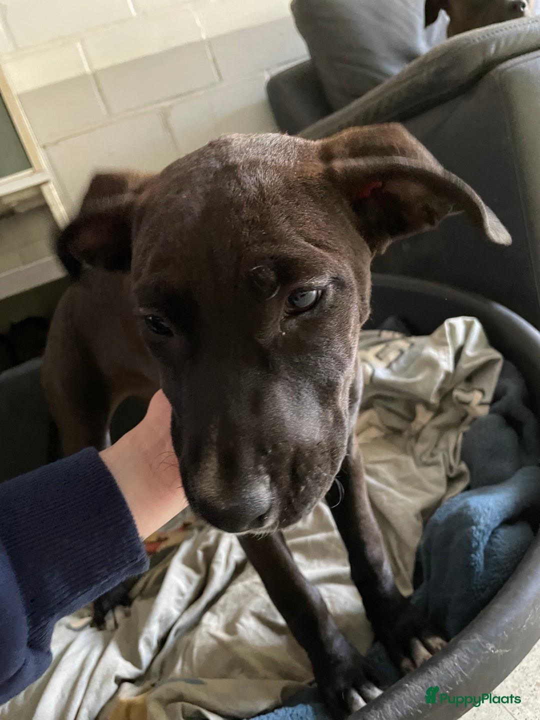 American Staffordshire Terriër honden te koop: Stafford mix cane corso  - Afbeelding 8