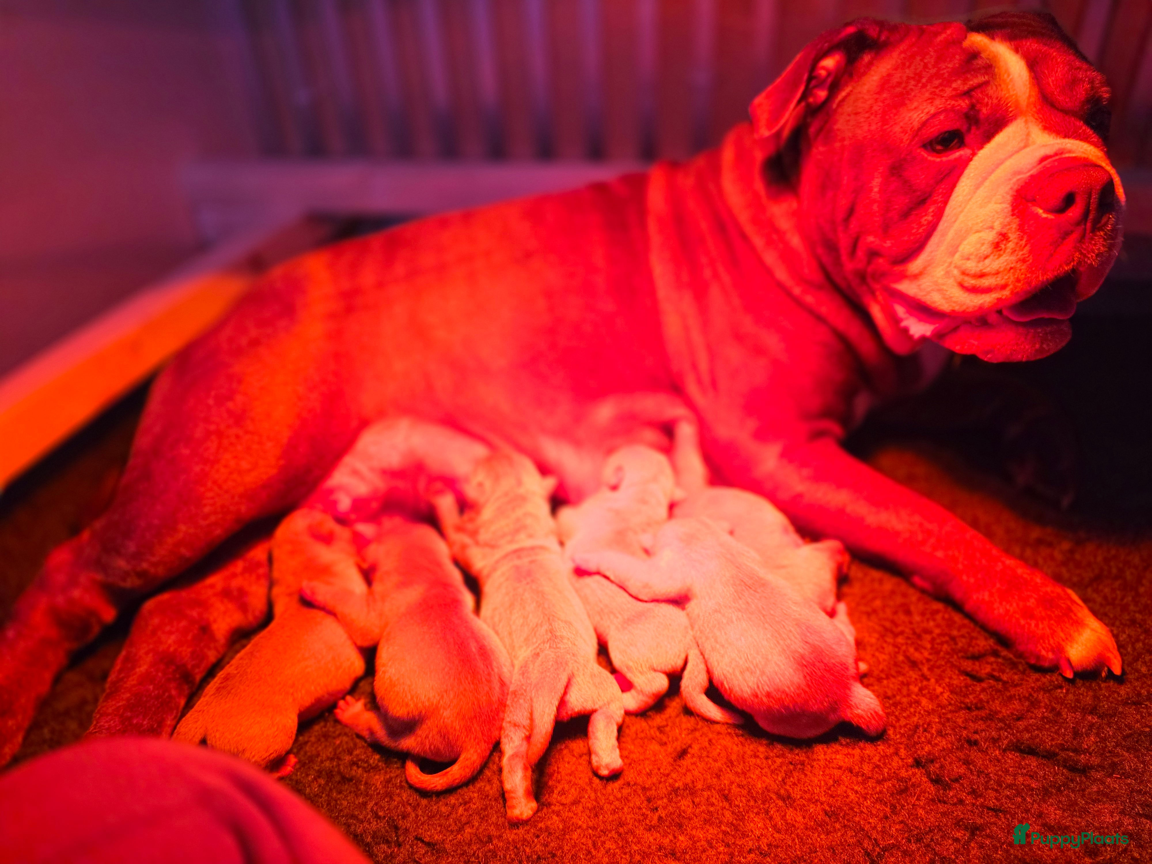 Old English Bulldog honden Old english bulldog teefje Olivia  - Advertentie 2