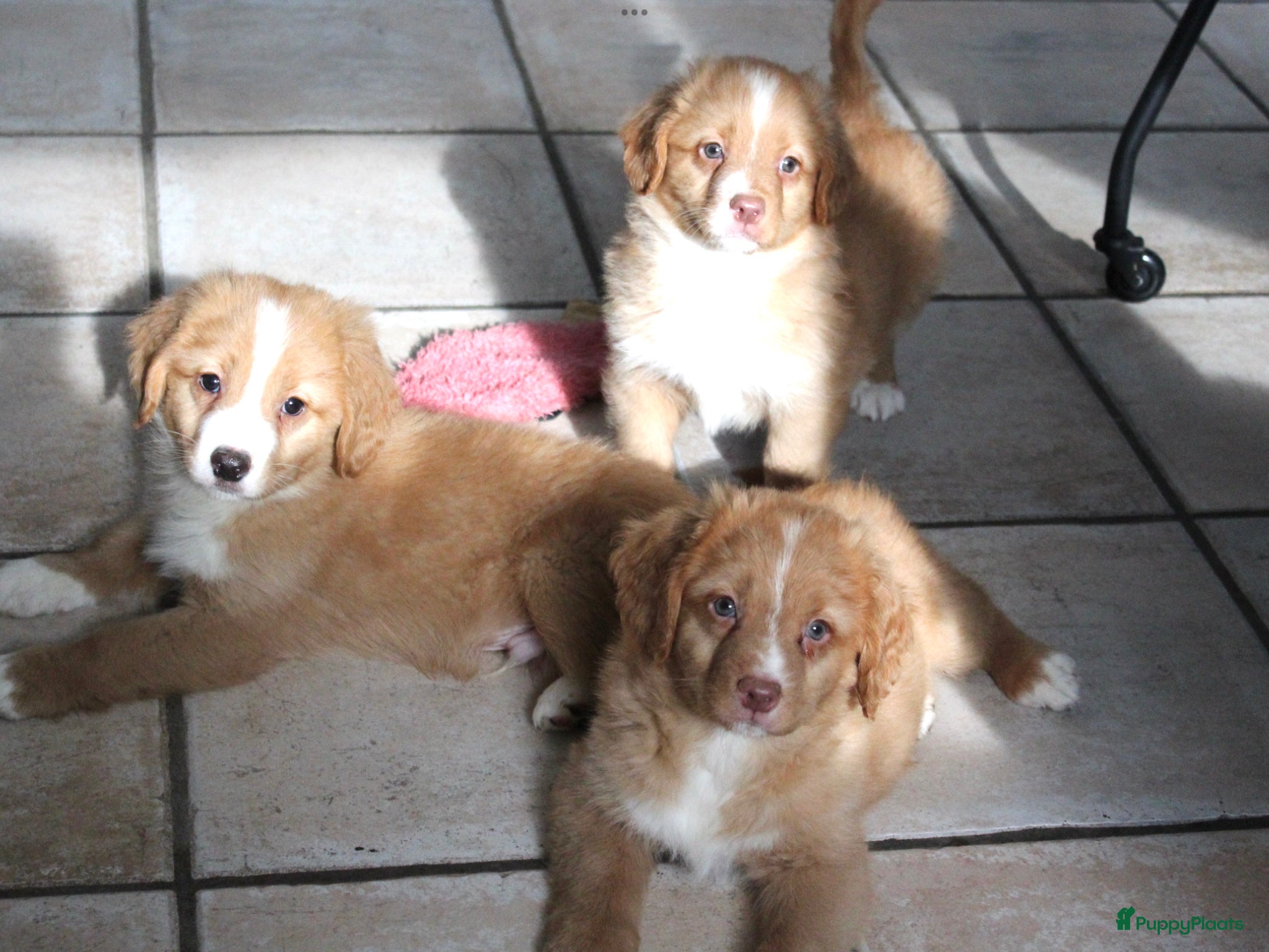 Nova Scotia Duck Tolling Retriever honden Nova scotia duck tolling retriever pups  - Advertentie 1