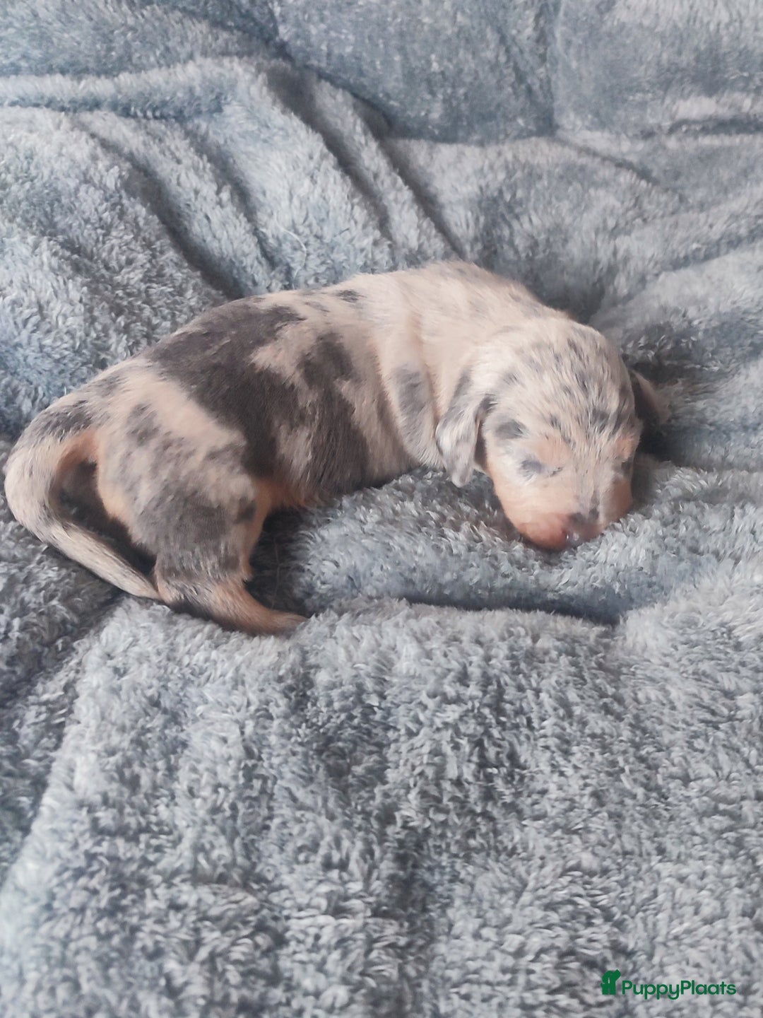 Teckel (korthaar)  honden te koop: Prachtige dwergteckel pupjes - Advertentie 2