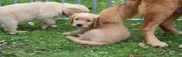 Golden Retriever honden te koop: Golden Retriever pups met stamboom - Advertentie 9