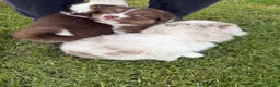 Australian Shepherd honden te koop: Australische herder pups huiselijk opgevoed  - Advertentie 11