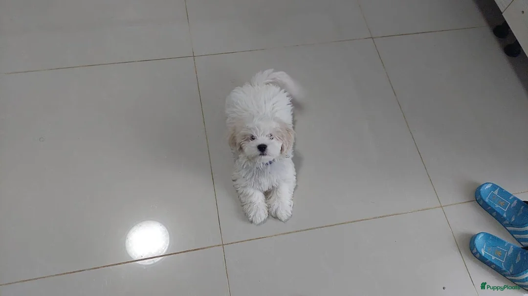 Kruising honden te koop: Maltipoo x Shih Tzu puppies - Advertentie 16