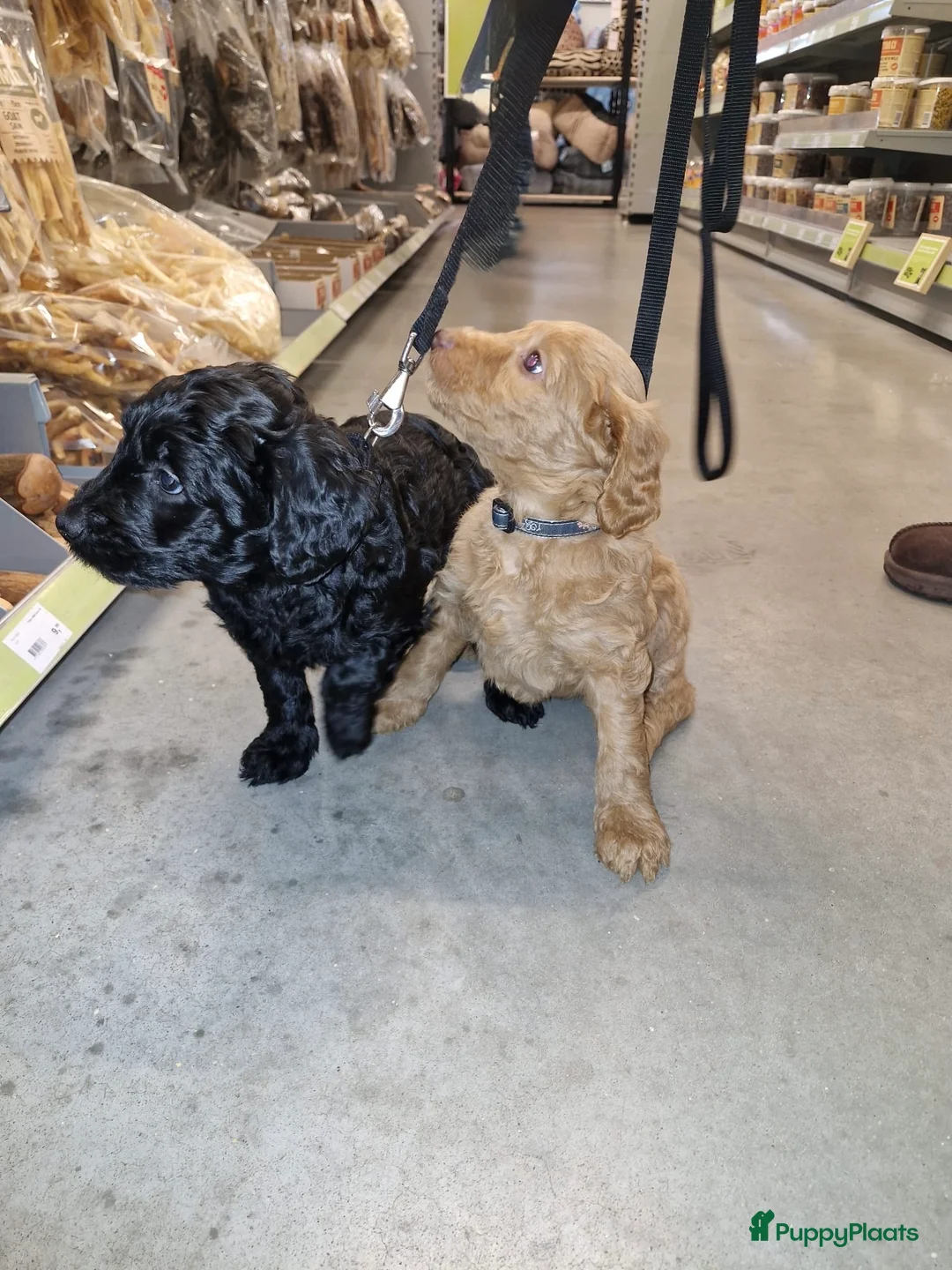 Kruising honden te koop: Nog 1 Zwarte Doubledoodle Goldendoodle/labradoodl  - Advertentie 7