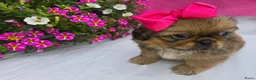 Pekingees honden te koop: Heel mooi Pekinees reutje - Advertentie 29