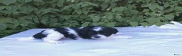 Shihpoo honden te koop: Lieve zachte Shihpoo pupjes te koop - Advertentie 4