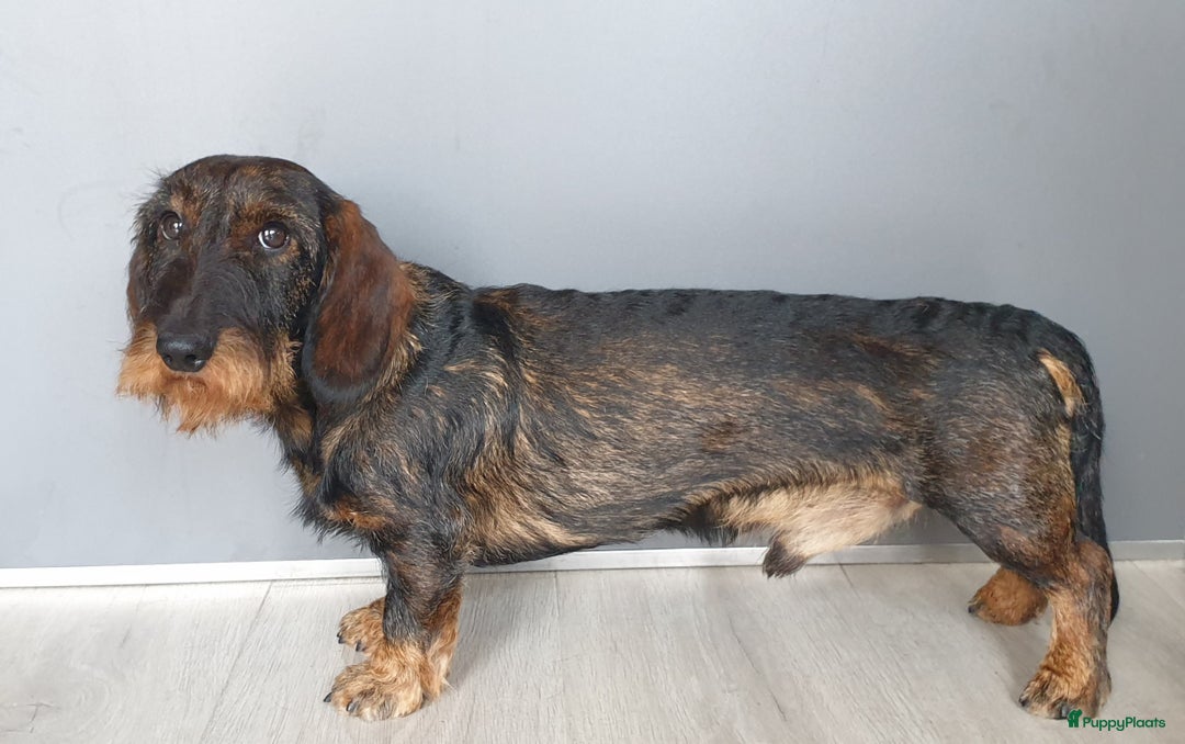 Galerij afbeelding {{count}}