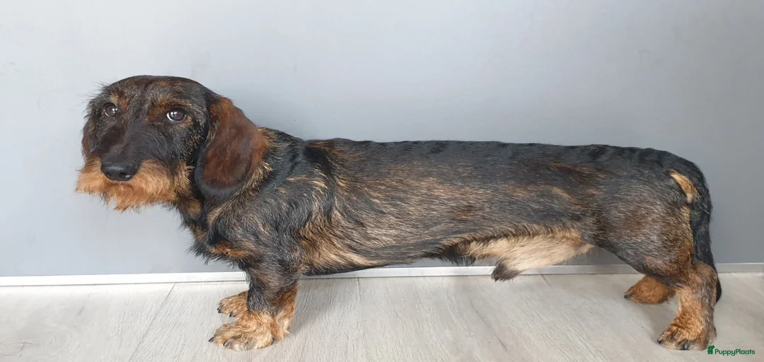 Galerij afbeelding {{count}}