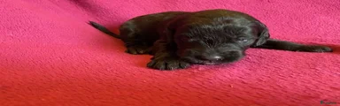 Labradoodle 5
