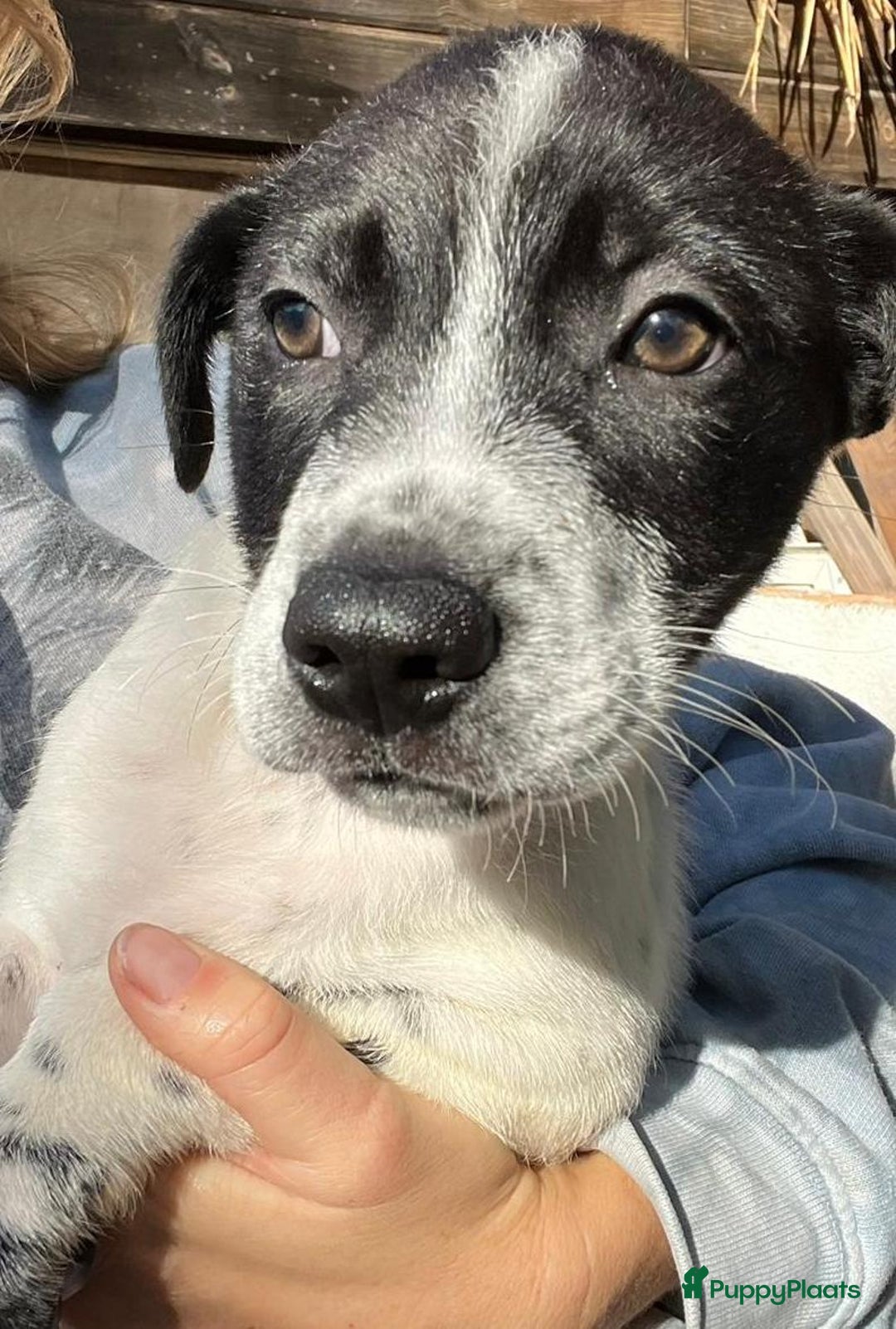 Kruising honden ter adoptie: gerit wil heel graag een warme mand!  - Advertentie 2