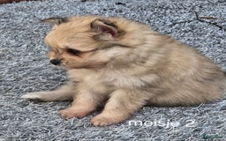 Pomeriaan honden te koop: Pomeriaan Pups - Afbeelding 4