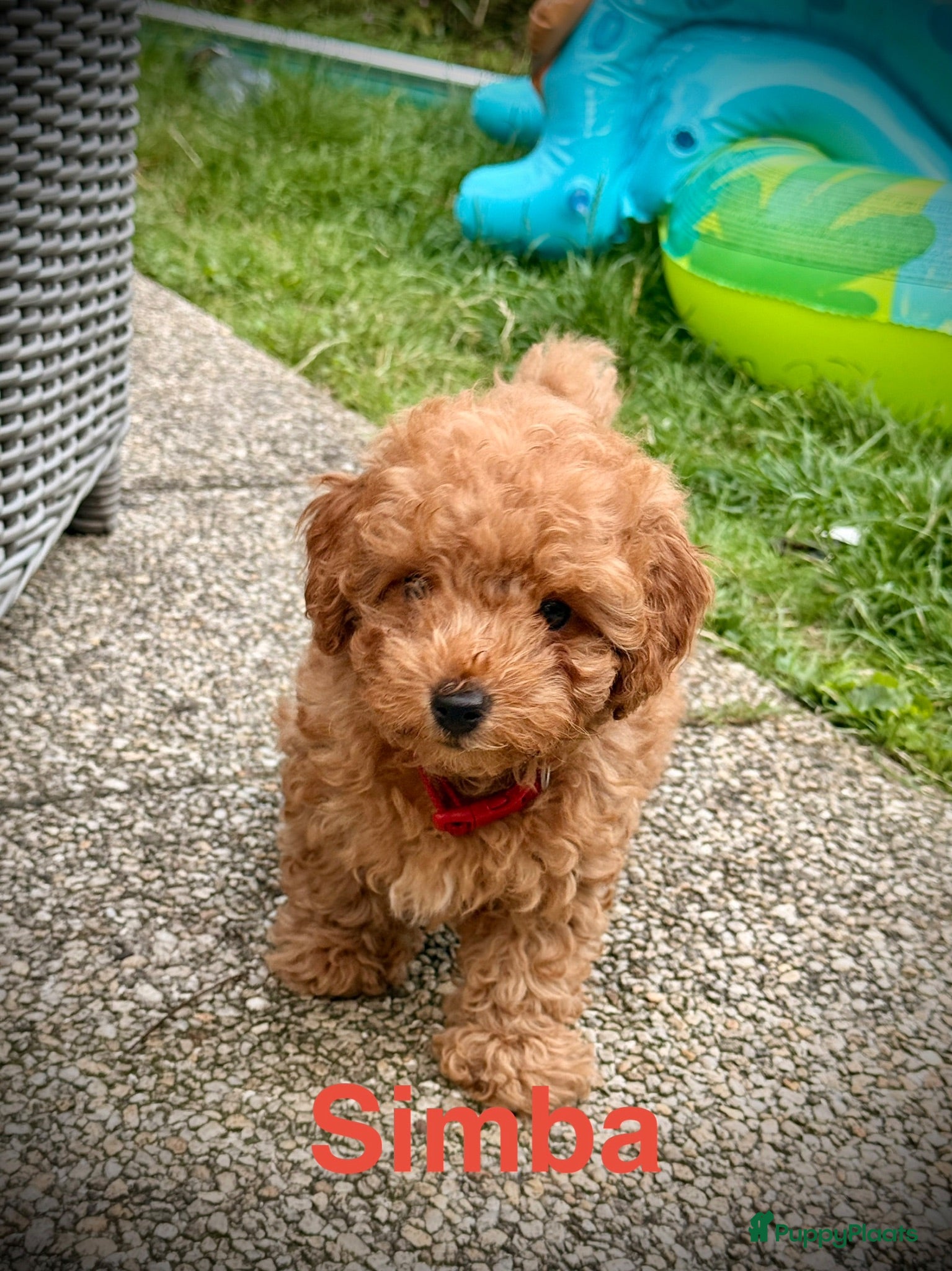 Poedel Toy honden LAATSTE teacup toy poedel beschikbaar!! - Advertentie 1