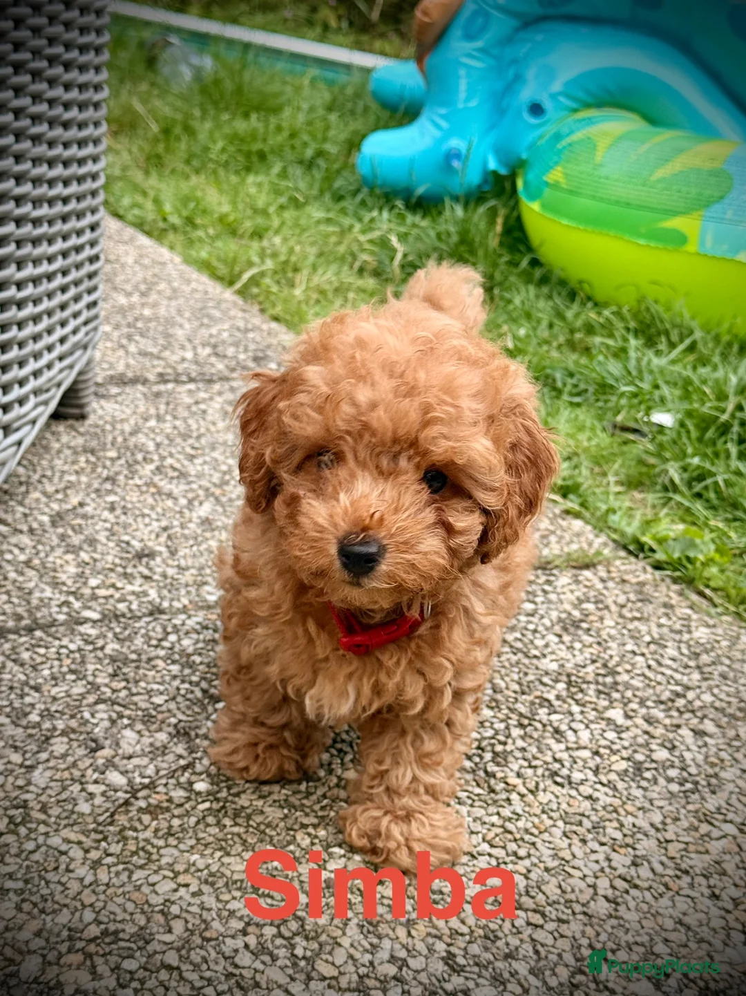 Poedel Toy honden te koop: LAATSTE teacup toy poedel beschikbaar!! - Advertentie 1