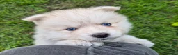 Kruising honden te koop: Pomsky x shiba inu (1/4) pups - Advertentie 4