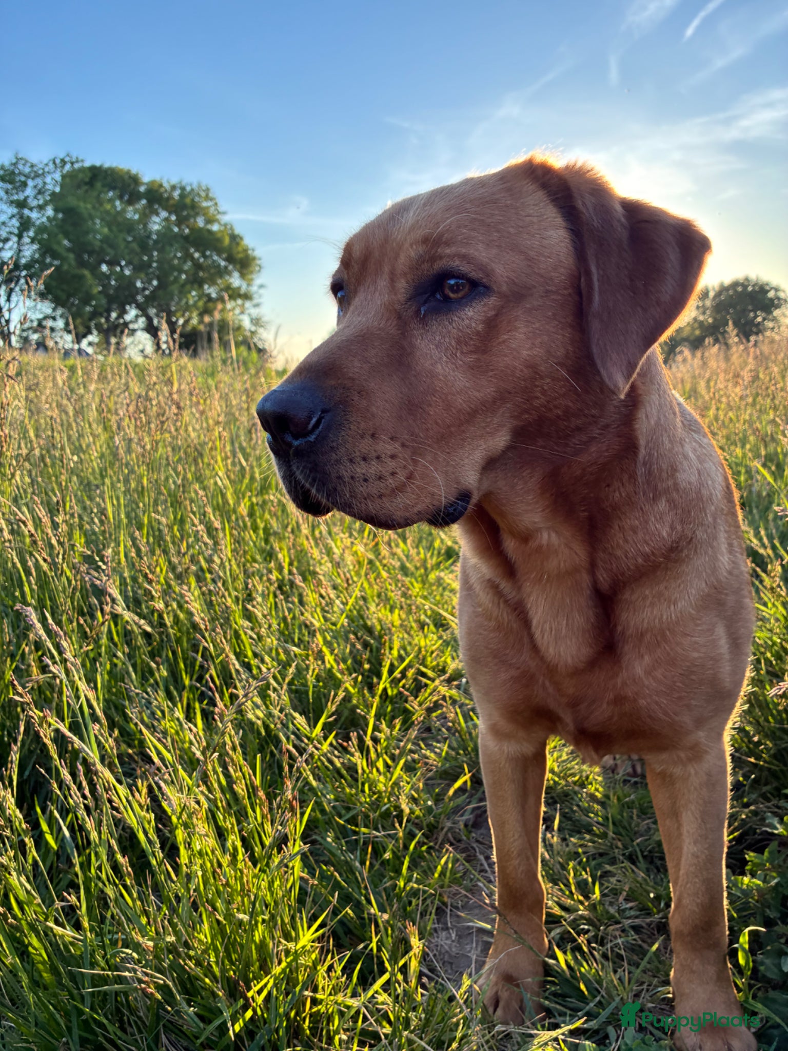 Labrador Retriever honden Red fox Labrador pups verwacht  - Advertentie 1