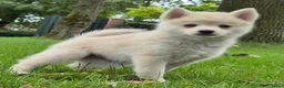 Kruising honden te koop: Pomsky pups (1/4 Shiba inu) - Advertentie 20