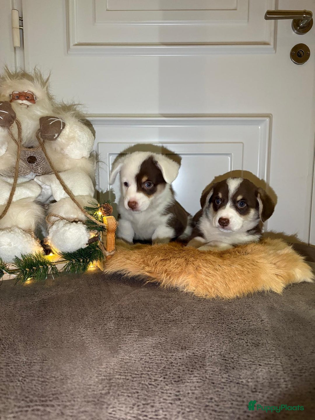 Welsh Corgi Cardigan honden te koop: Welsh Corgi Cardigan puppy’s  - Advertentie 9