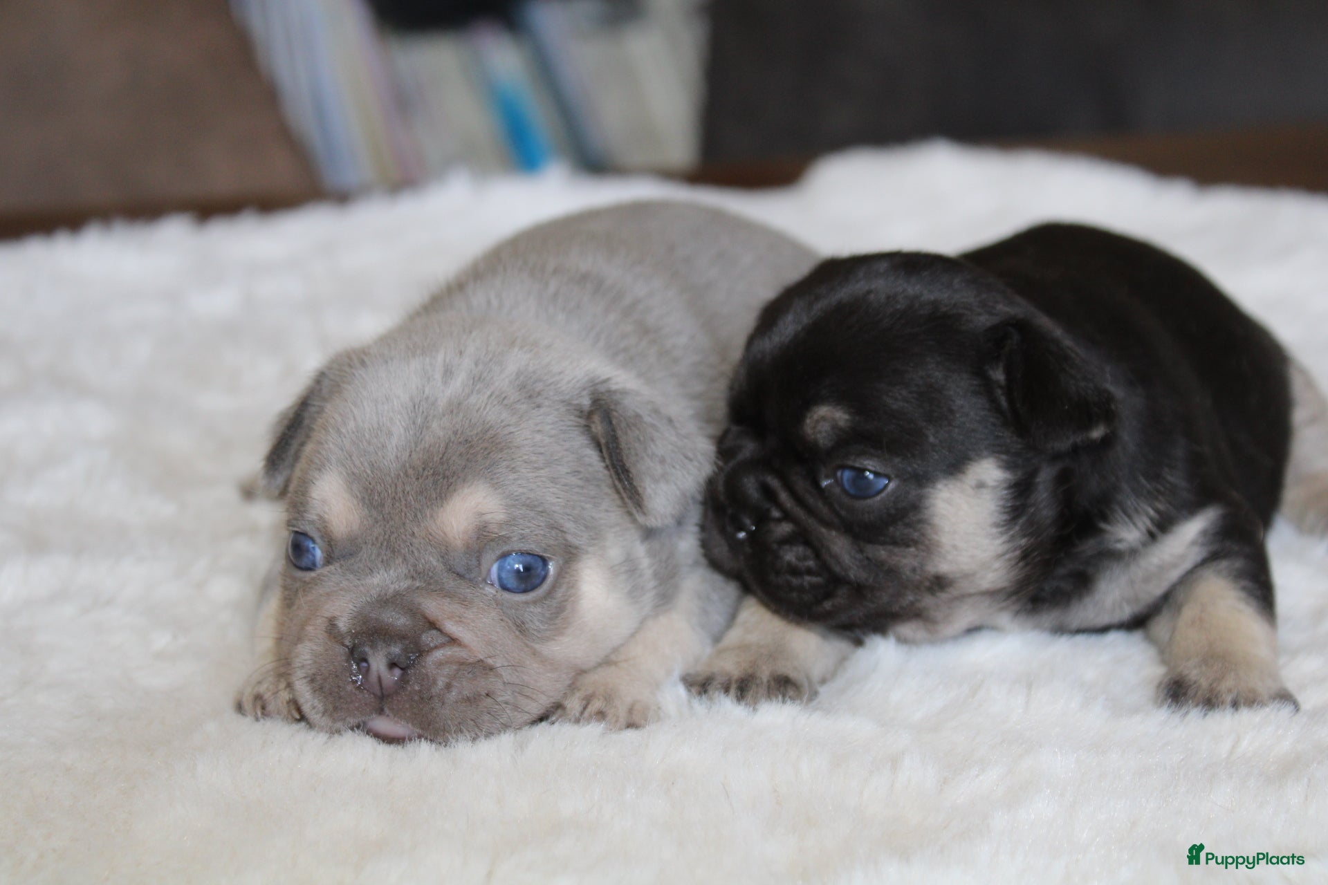 Franse Bulldog honden Franse Bulldog pups goed opgevoed- België  - Advertentie 1