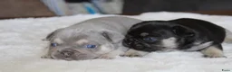 Franse Bulldog honden te koop: Franse Bulldog pups goed opgevoed- België  - Advertentie 1