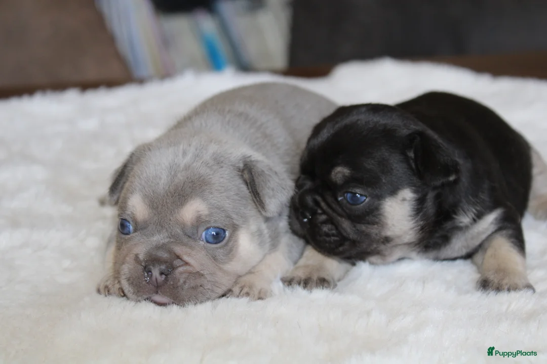 Franse Bulldog honden te koop: Franse Bulldog pups goed opgevoed- België  - Advertentie 1
