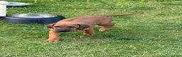 Rhodesian Ridgeback honden te koop: Rhodesian Ridgeback puppy's - Advertentie 12