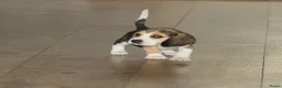 Beagle honden te koop: Beagle pups met stamboom  - Advertentie 10