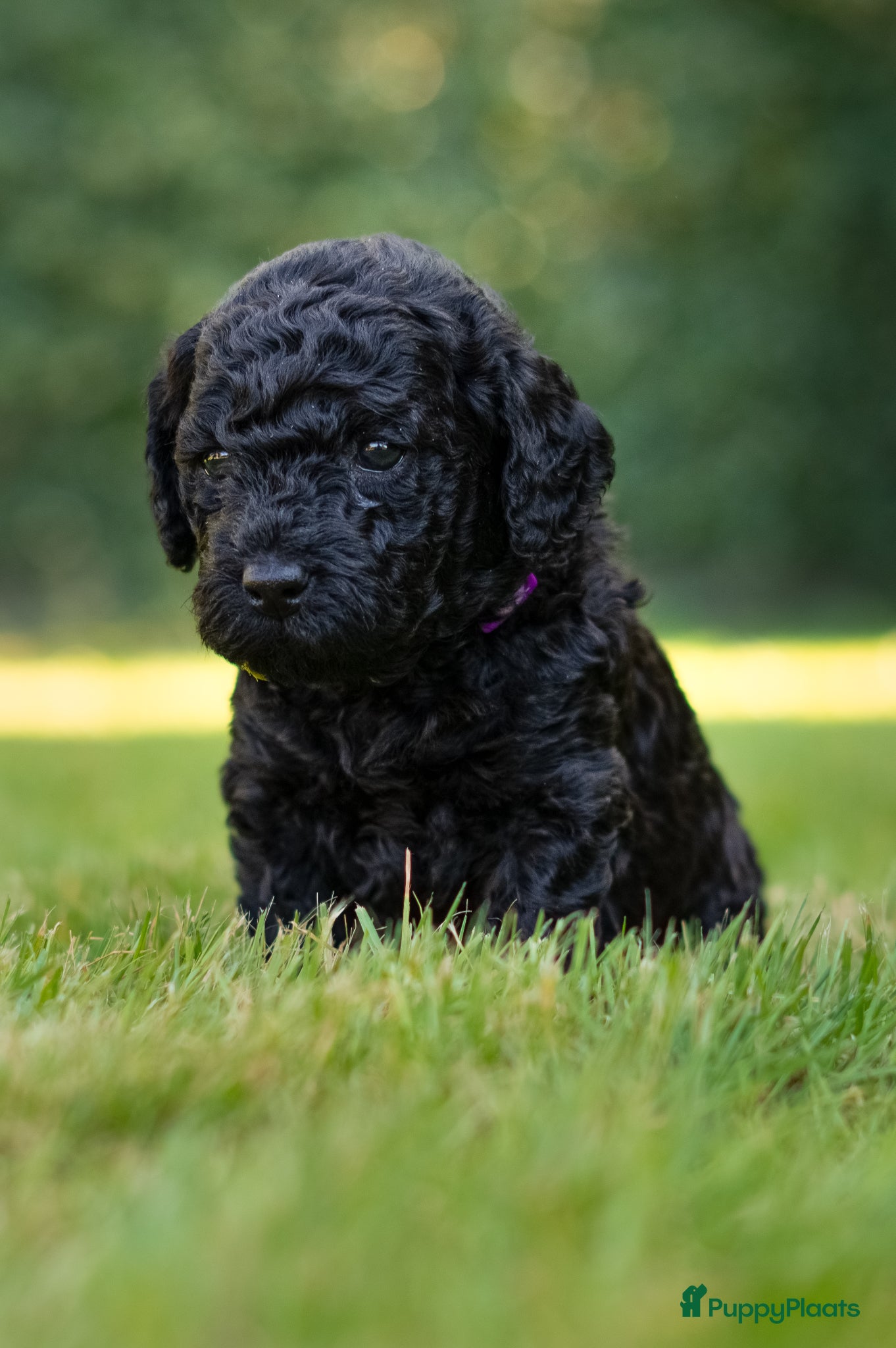 Labradoodle honden te koop: Prachtige Labradoodle pups mogen verhuizen  - Advertentie 38