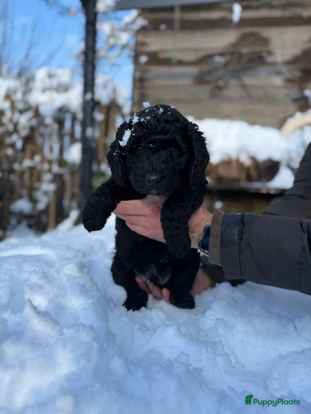 Spaanse Waterhond honden te koop: Spaanse Waterhond Puppy - Advertentie 16