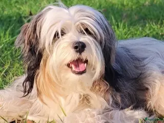 Tibetaanse Terriër honden Tibetaanse Terriër pups verwacht - Advertentie 11