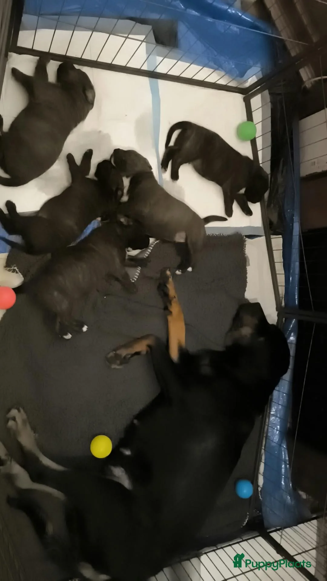 Kruising honden te koop: Nestje pups/ Rottweiler -X- Amerikaans Bulldog. - Advertentie 15