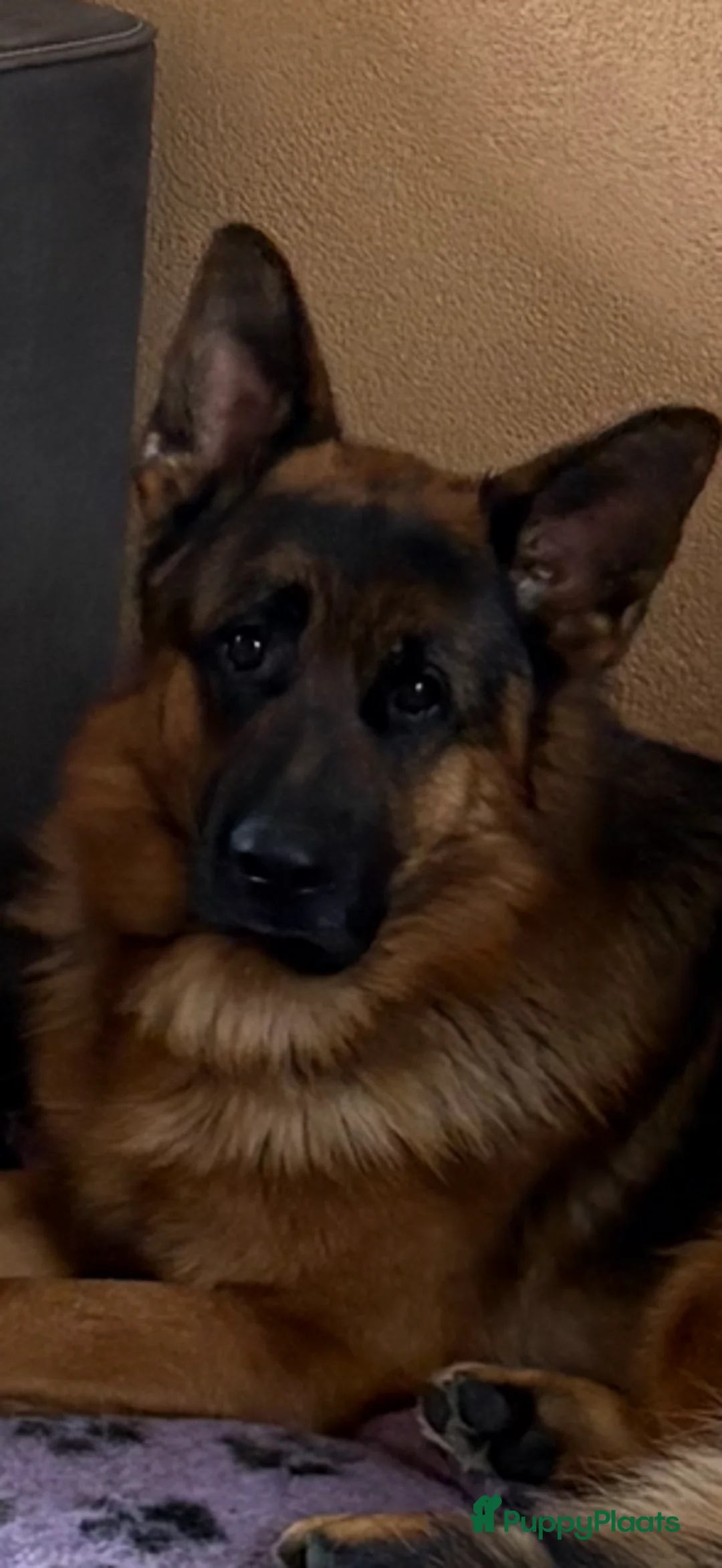 Duitse Herder honden ter dekking:  Duitse herder Dekreu HD en ED vrij - Advertentie 2