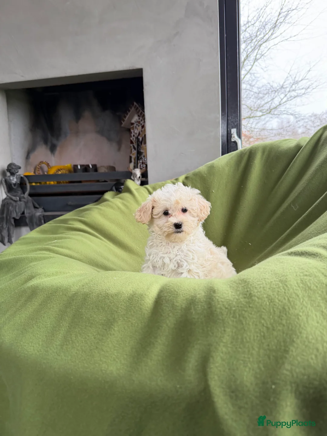 Maltipoo honden te koop: Maltipoo (Maltezer x Poedel) pup reutje - Advertentie 7