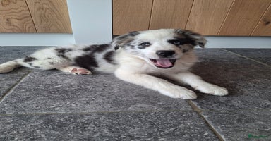 Australian Shepherd honden - Advertentie 7