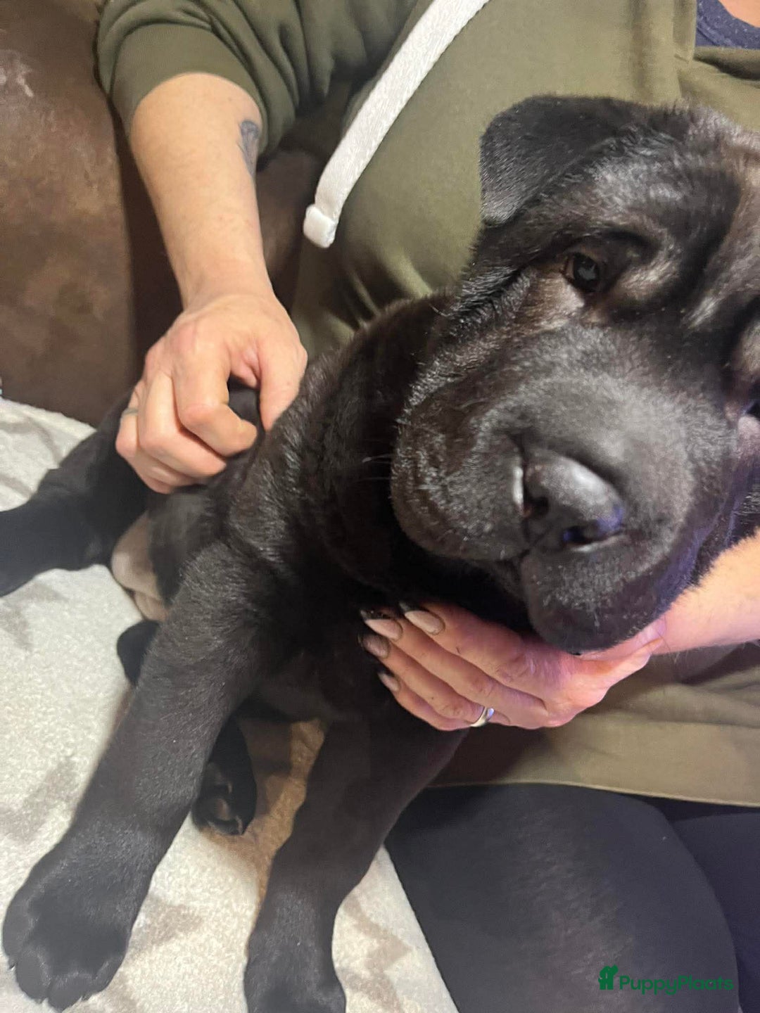 Shar Pei honden te koop: Sharpei - Advertentie 20