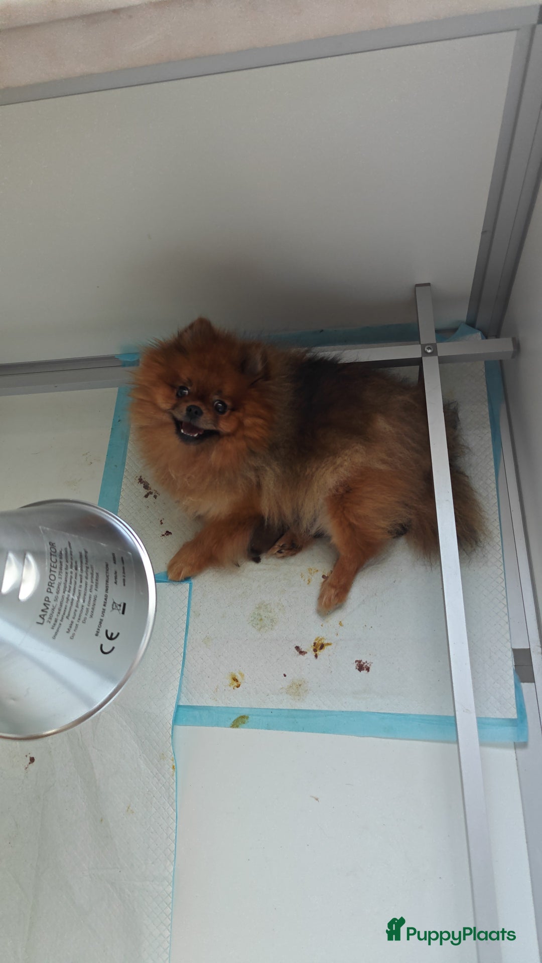 Pomeriaan honden te koop: Pomeriaan  - Advertentie 3