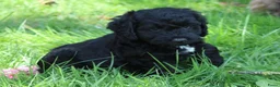 Cockapoo honden te koop: Cockapoo pups - Advertentie 6