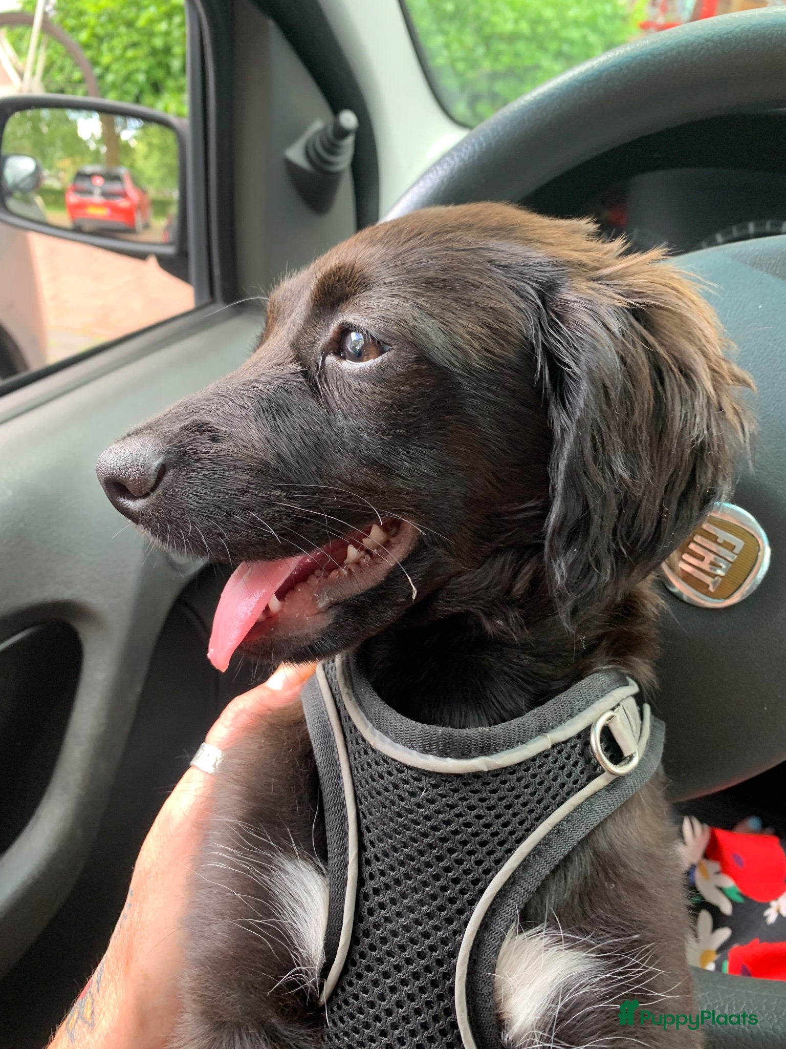Kruising honden Mylo, allerliefste puppy 4 maanden  - Advertentie 3