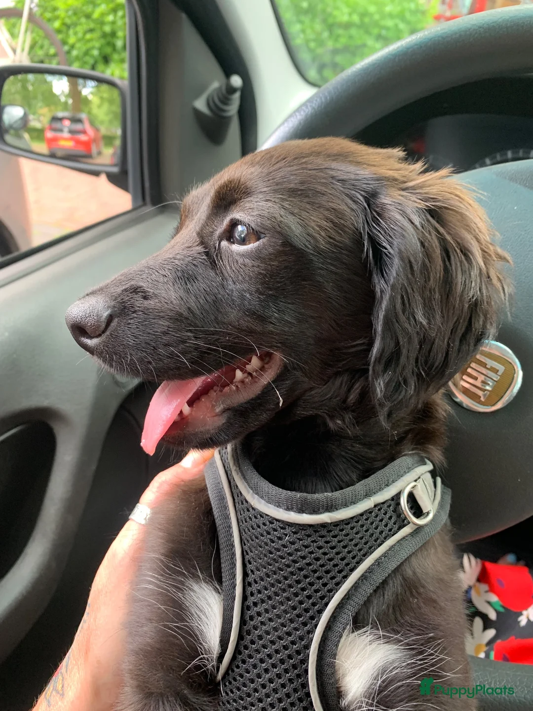 Kruising honden te koop: Mylo, allerliefste puppy 4 maanden  - Advertentie 1
