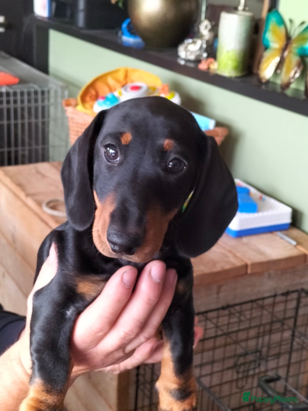 Teckel (korthaar)  honden te koop: Dwerg teckeltjes - Afbeelding 5