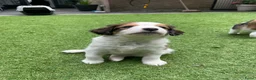 Kooikerhondje honden te koop: Kooiker pups Kooikerhondje  - Advertentie 10