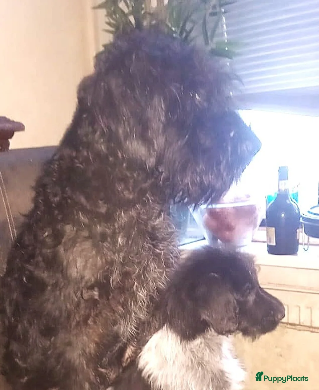 Kruising honden te koop: Een van deze prachtige pups is voor jou bedoeld? - Advertentie 9