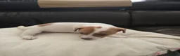 Jack Russel Terriër honden te koop: Nog 3 pups beschikbaar in Sint Jansteen - Advertentie 9