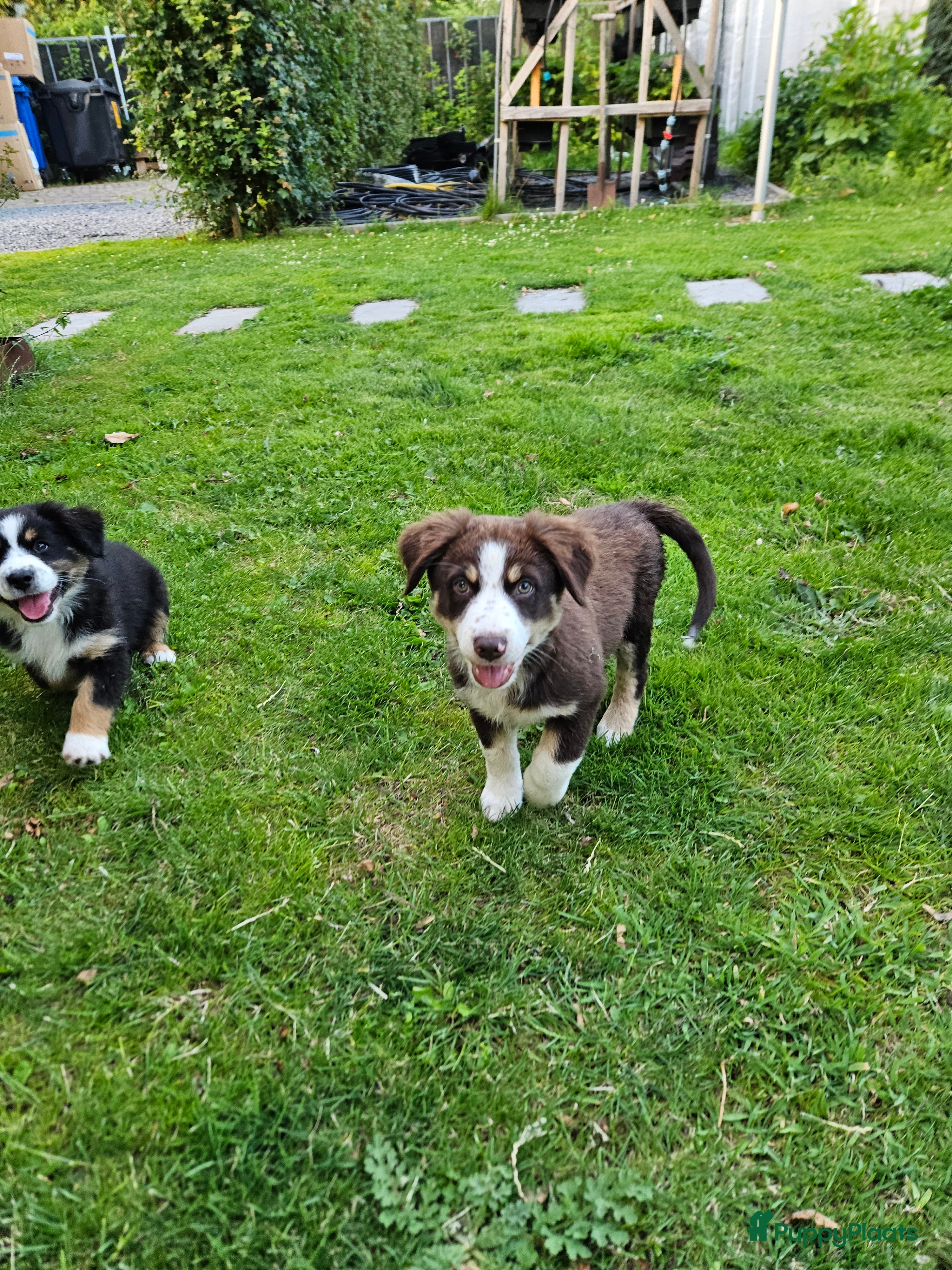 Australian Shepherd honden Nog 1 mini Australian shepherd teefje  - Advertentie 1